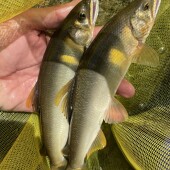 ヤナ漁について