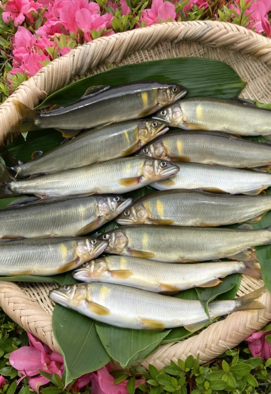 飛騨川鮎