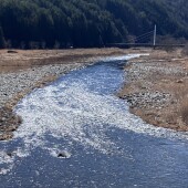 3月1日放流場所変更します