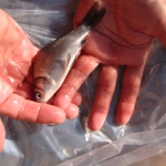 Thumbnail of post image 094