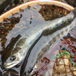 Thumbnail of post image 195