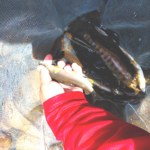 Thumbnail of post image 192