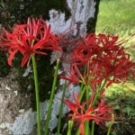 Thumbnail of post image 091