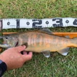 Thumbnail of post image 058