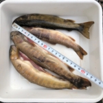 Thumbnail of post image 017