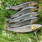 Thumbnail of post image 052