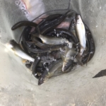 Thumbnail of post image 146