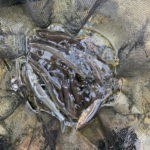 Thumbnail of post image 126