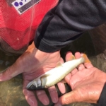 Thumbnail of post image 138