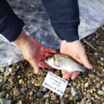 Thumbnail of post image 141