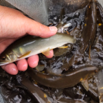 Thumbnail of post image 026