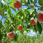 Thumbnail of post image 141