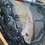 Thumbnail of post image 017