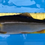 Thumbnail of post image 122