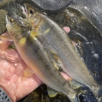 Thumbnail of post image 017