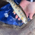 Thumbnail of post image 038