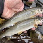 Thumbnail of post image 050