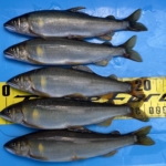 Thumbnail of post image 005