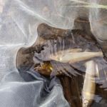 Thumbnail of post image 085