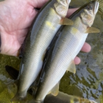 Thumbnail of post image 006