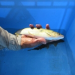 Thumbnail of post image 103