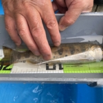 Thumbnail of post image 048