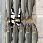 Thumbnail of post image 196