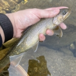 Thumbnail of post image 108