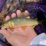 Thumbnail of post image 165