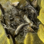 Thumbnail of post image 156